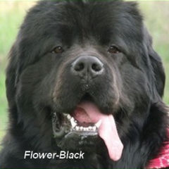 Flower-Black